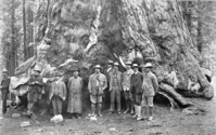 Pres. Teddy Roosevelt party under the Grizzly Giant in Mariposa Grove. With him are Gov. Pardee, John Muir and Benjamin Ide Wheeler.