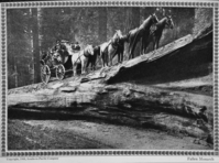 Stage on the Fallen Monarch, Mariposa Grove. Man in the front seat on the right with the beard may be Thomas Hill.