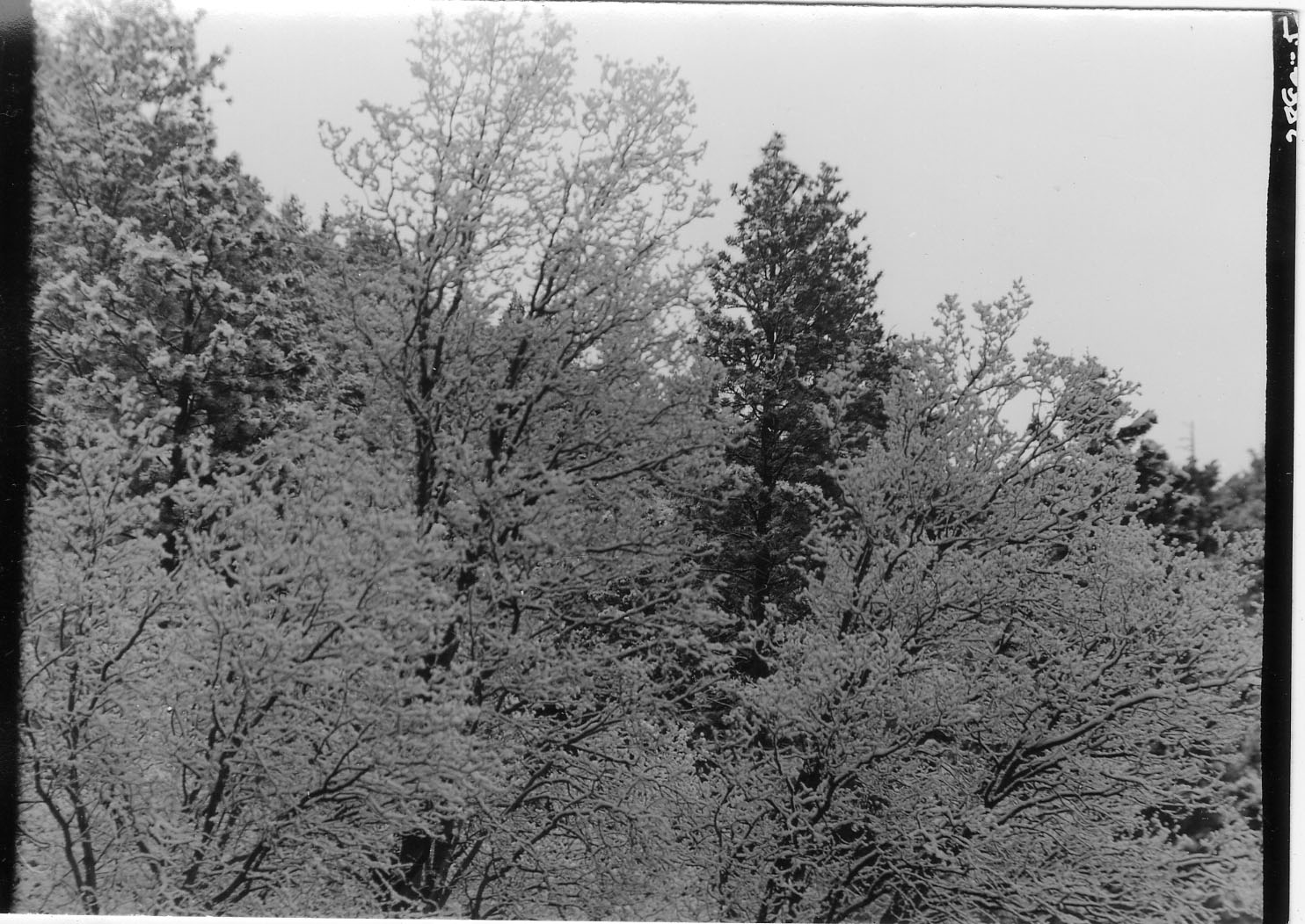 Trees sprinkled with snow