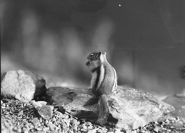 Glacier National Park