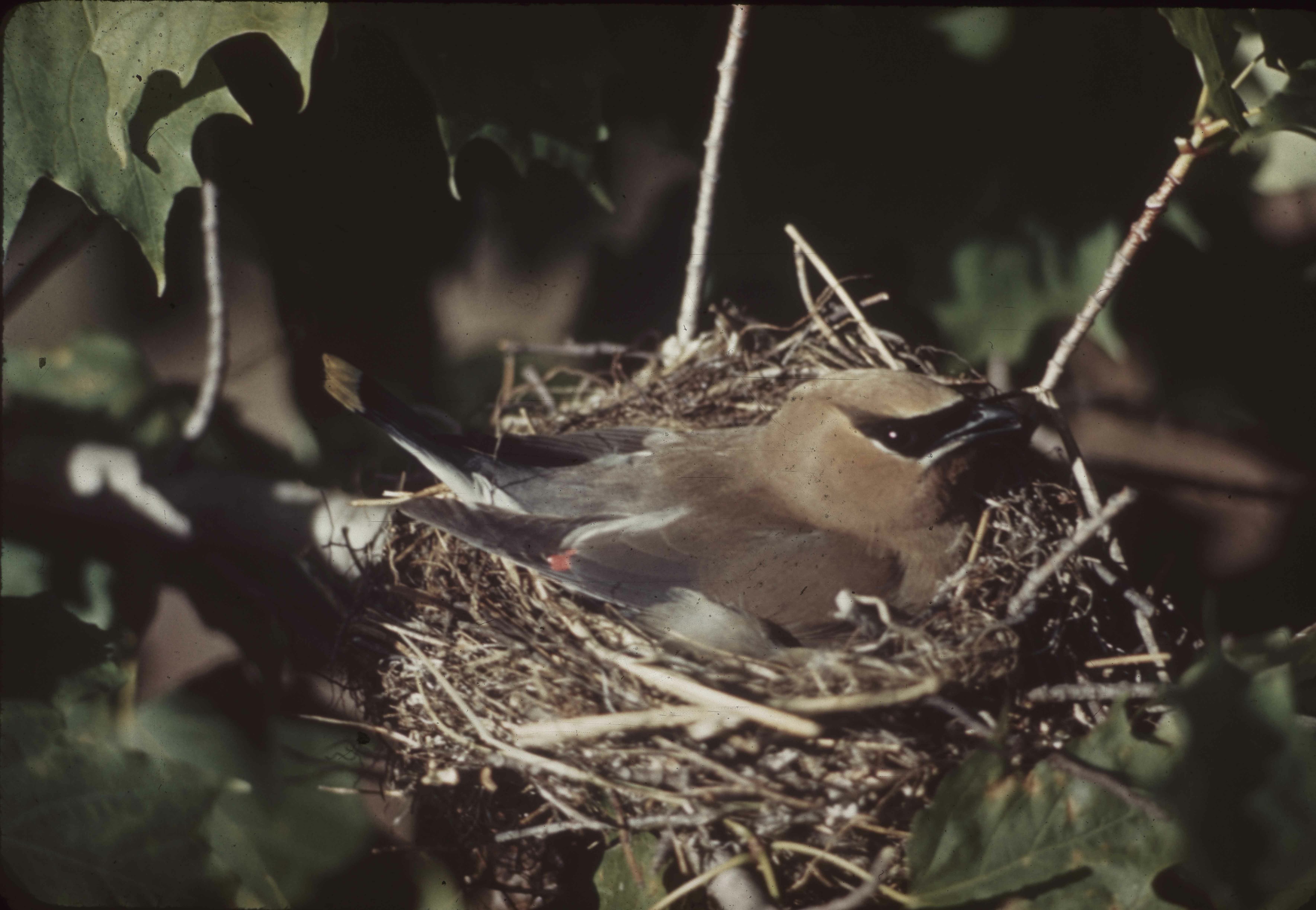 Cedar Waxwing. Photo by Wards. Original. EC-9. Copyright Unknown. Birds - Cedar Waxwing. E-03-65-005.