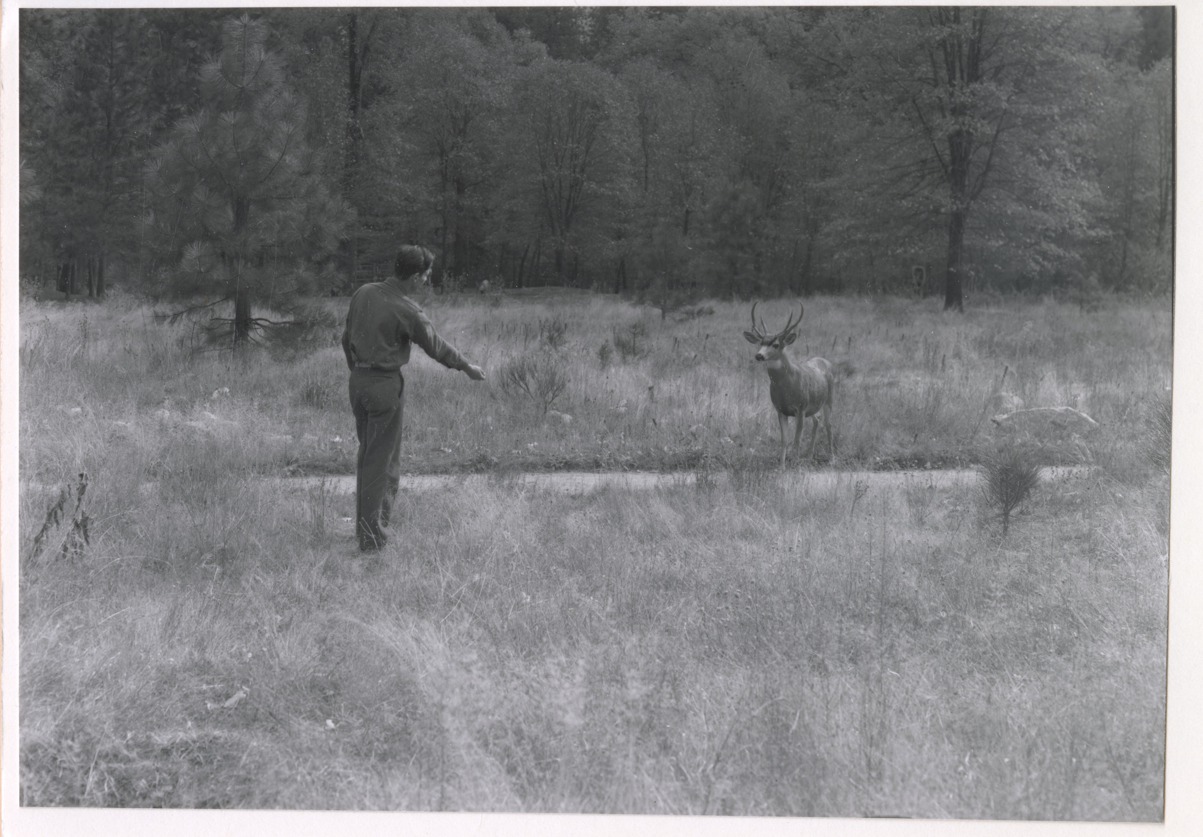 Trying to entice double antlered deer