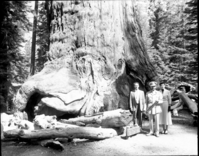 Haile Selassie at the base of the Grizzly Giant.