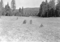 McGurk Meadow looking west from the bridge. Showing effect of the grazing.