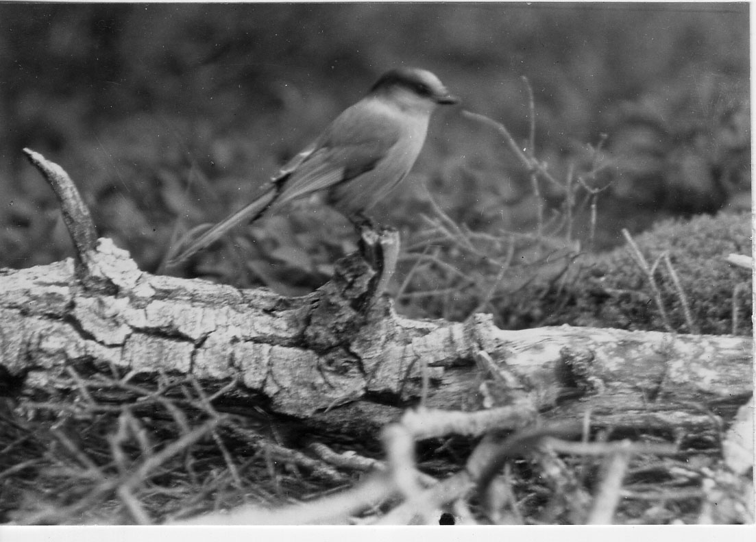 McKinley National Park