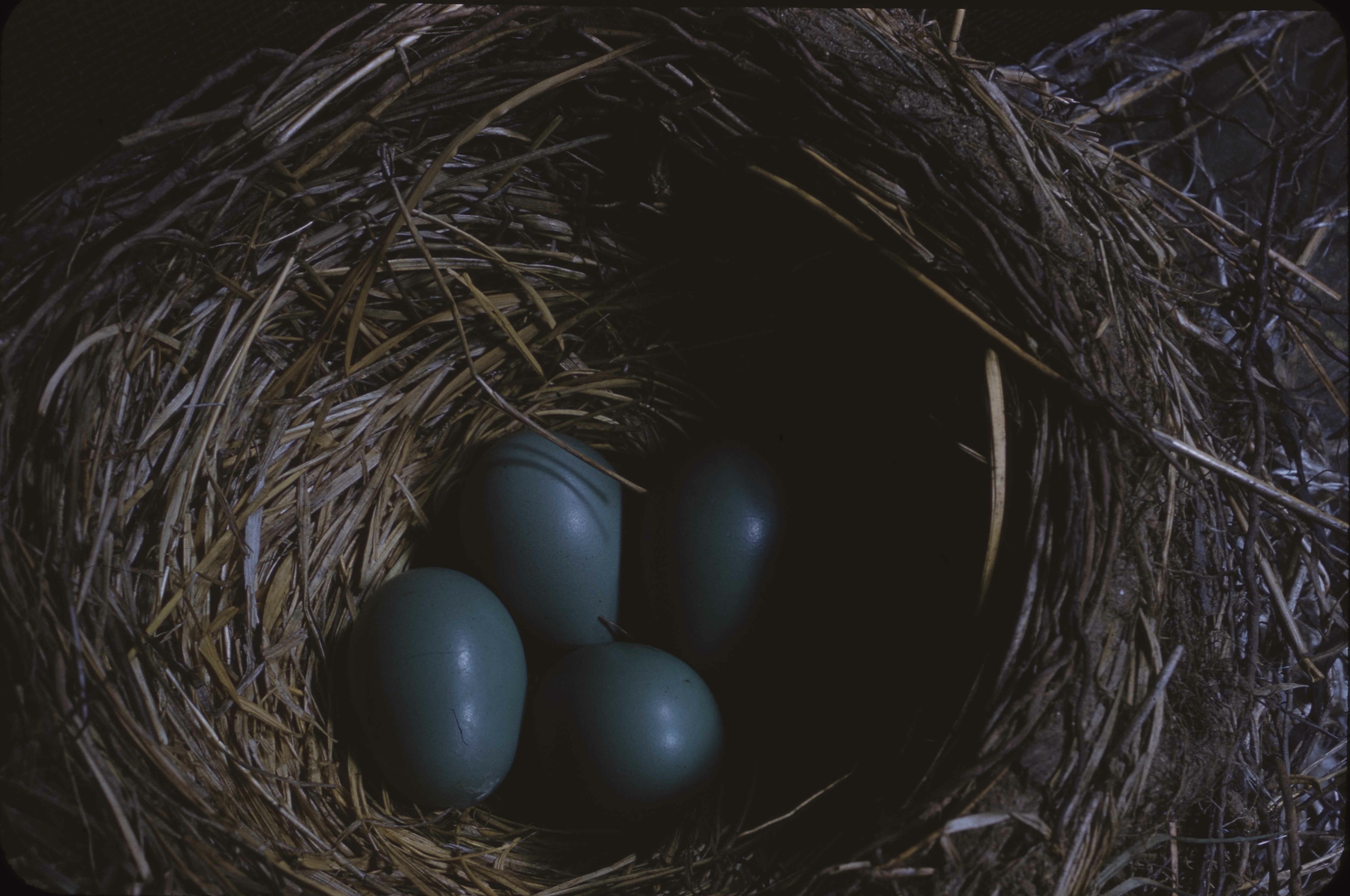 Robin nest with eggs. Photo by R Corver Ruth Cordner. Original. EC-352. Original. 5/26/59 26 May 1959. Copyright Unknown. Birds - American Robin. E-03-63-022.