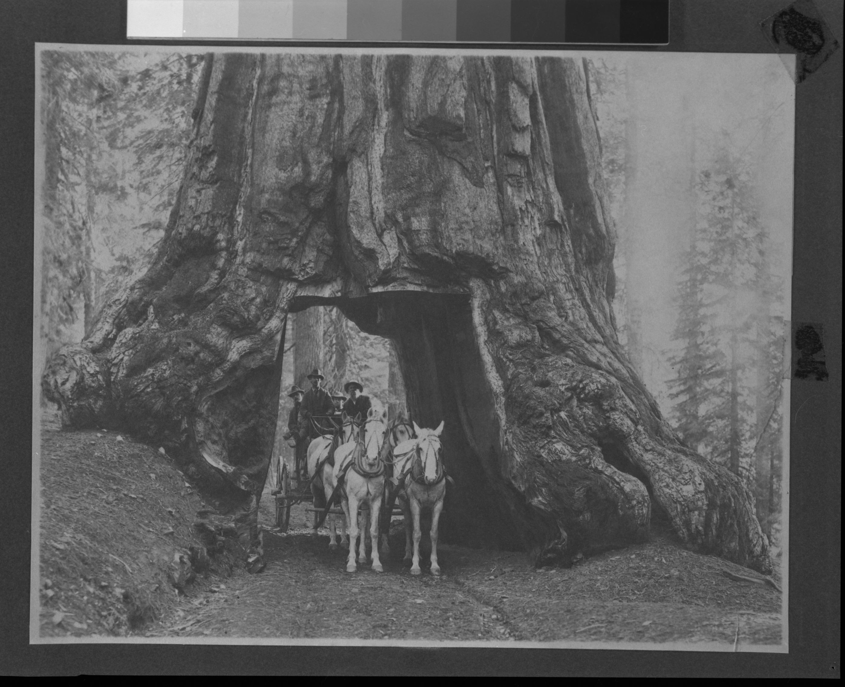 Copied from the photo album of Robert Lindsey, who worked on the Yosemite Valley survey as a civil enginner from 1903 to 1905. Copied October 1983 by Michael Dixon. [Galen Clark on right]