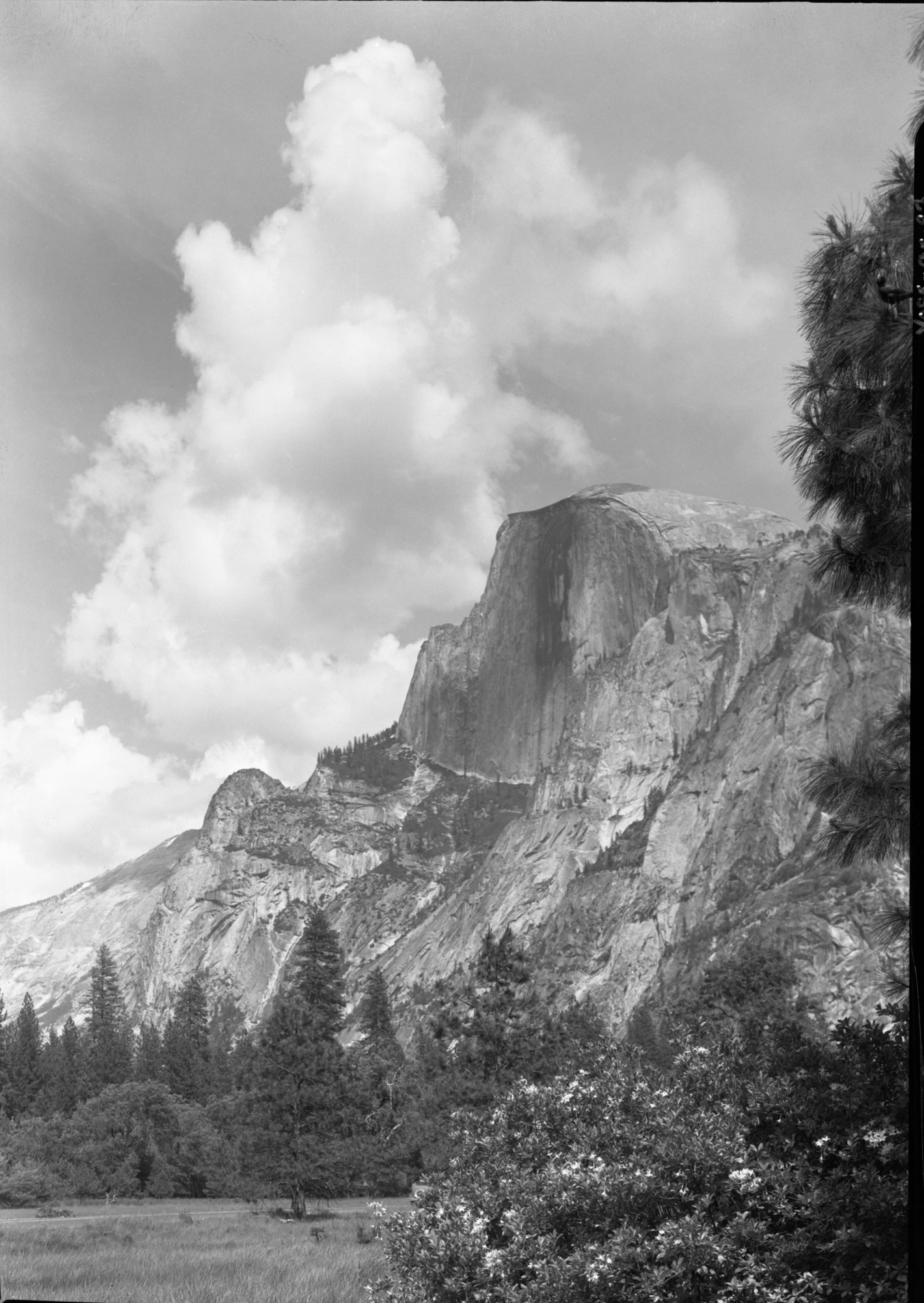 Half Dome & Clouds with Azalea bushes.