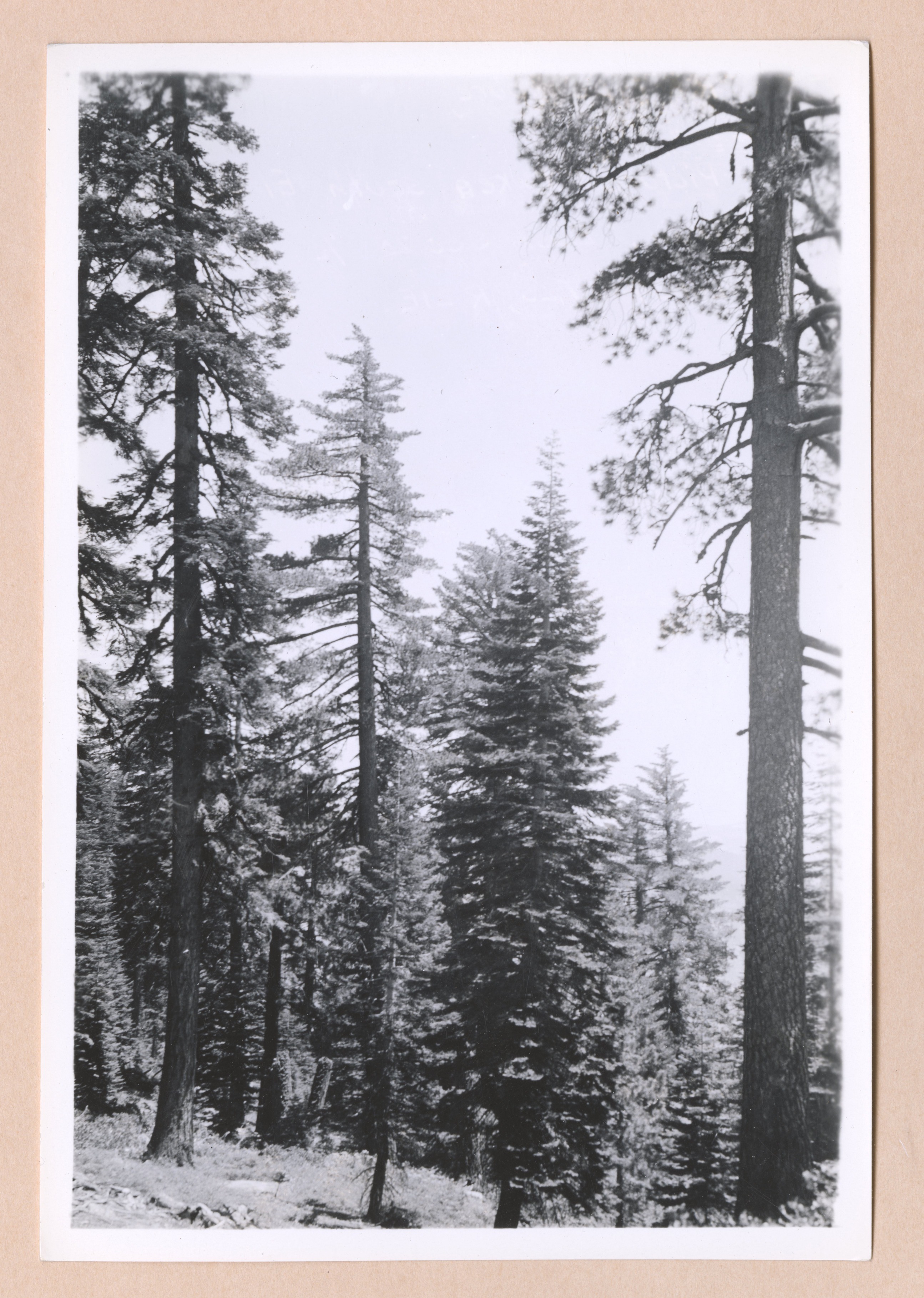 SJW Type, Sample plot 122, Lot 37, T2s R21E, El 7300