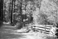 Rail fence and road along edge of Big Meadow near Foresta.