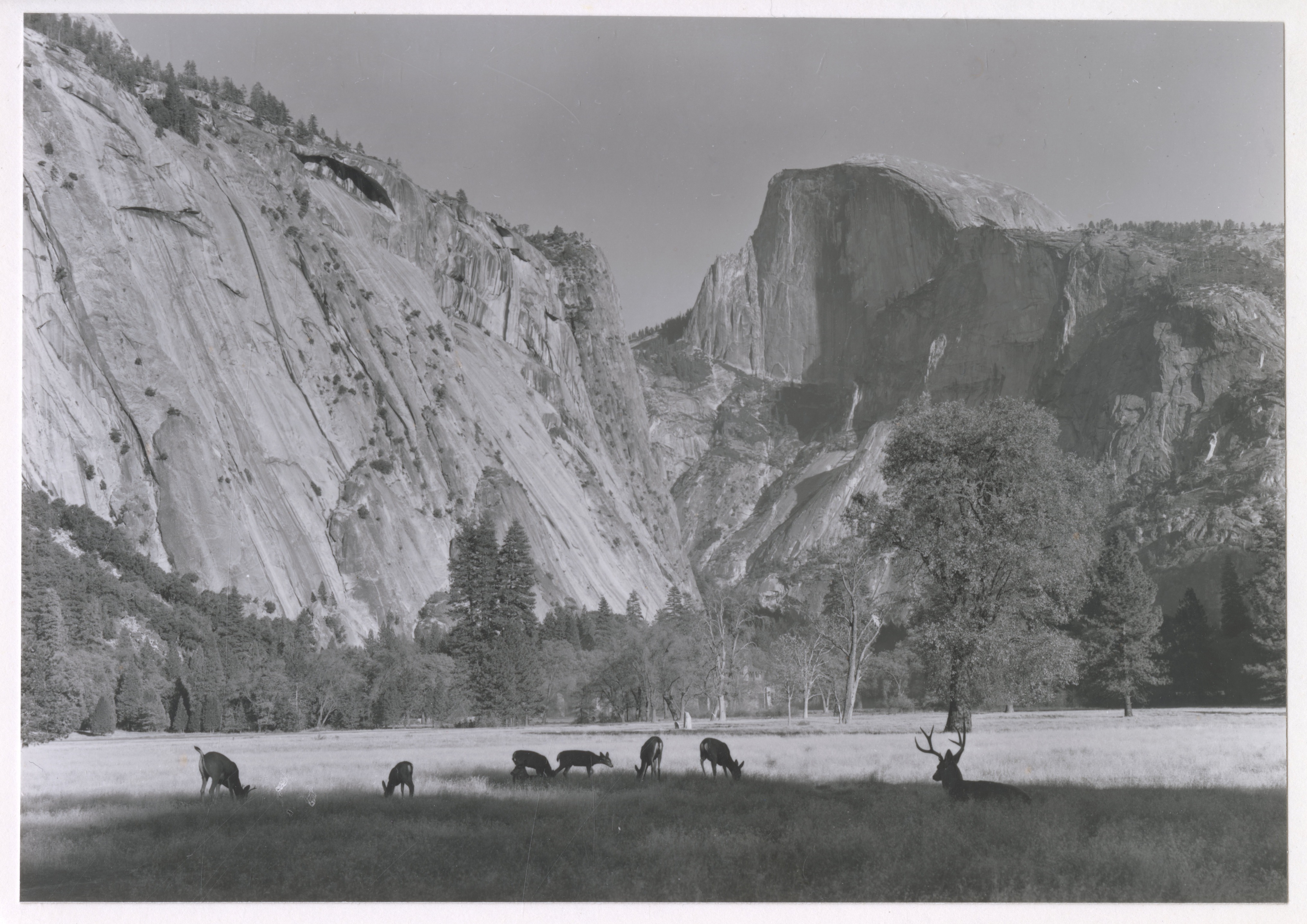 Half Dome with deer herd