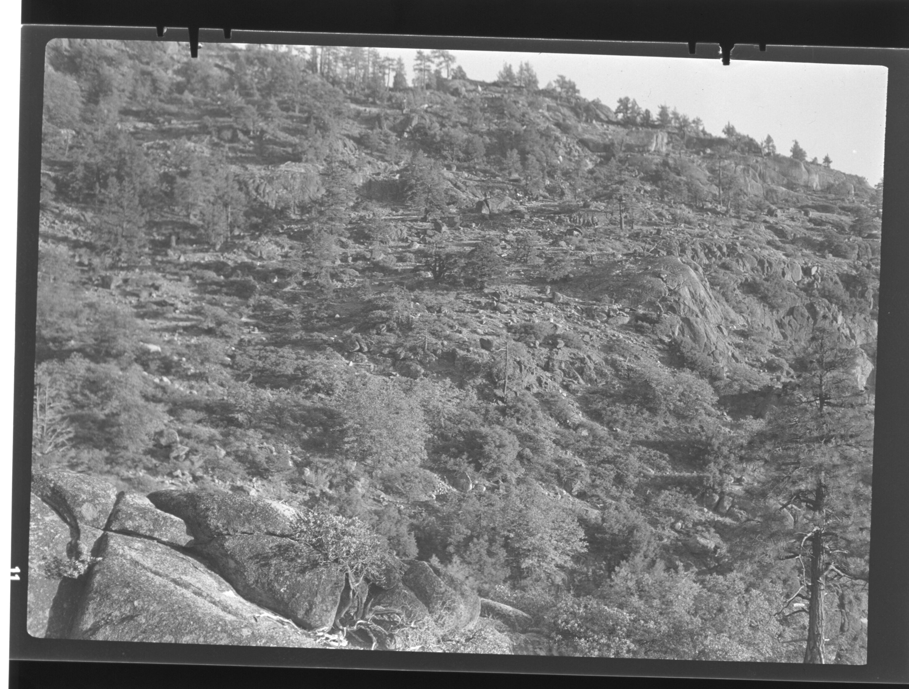 Tiltill Valley Single Leaf Pines