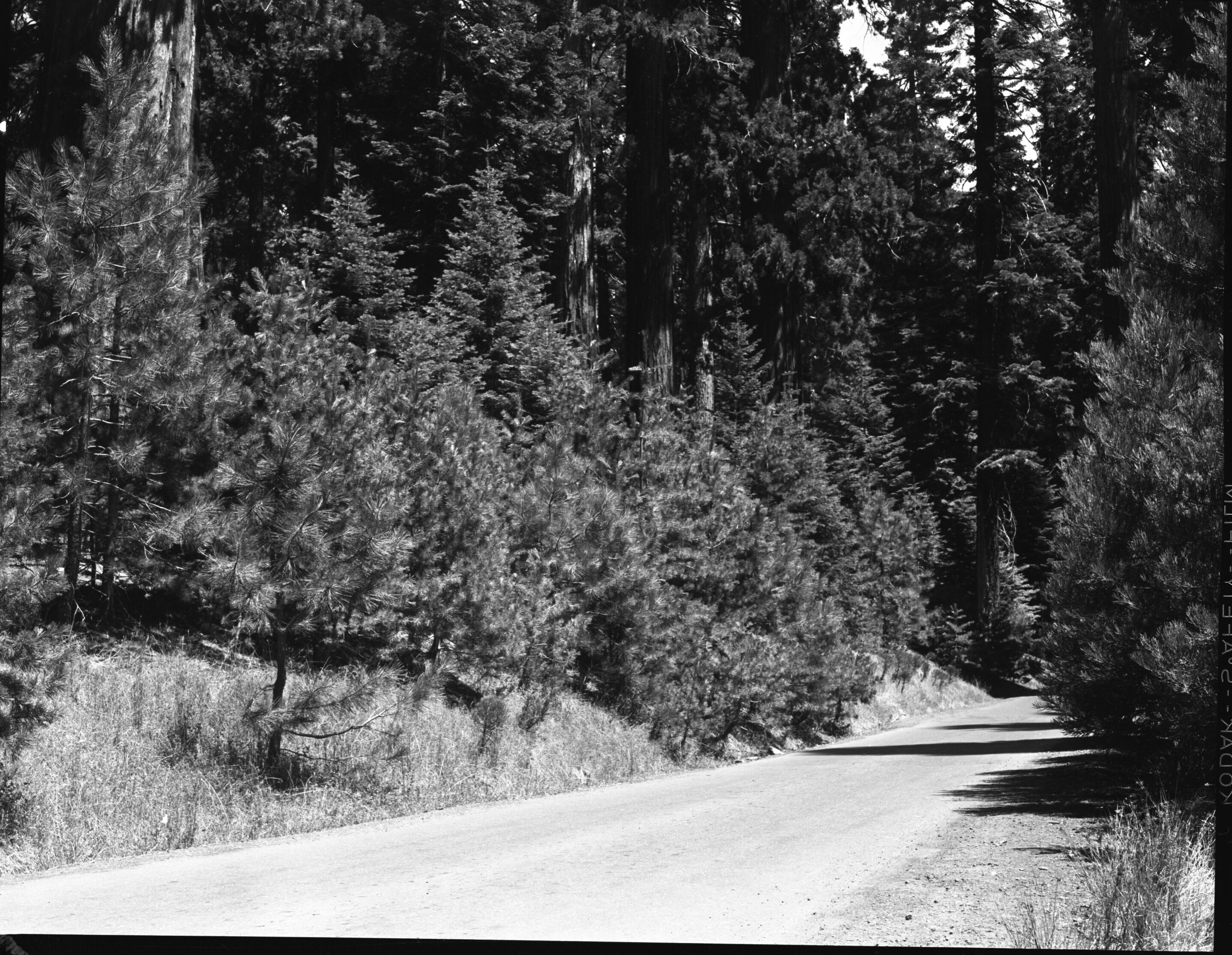 Mariposa Grove