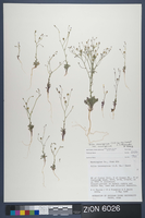 Herbarium Specimen Sheet 6026
