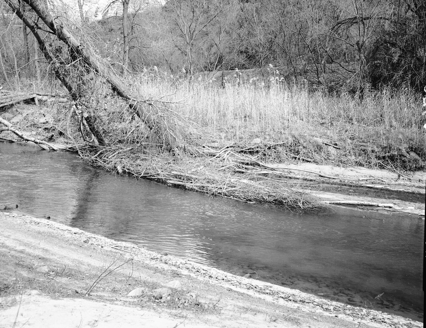 The largest of three beaver food caches near base of Great White Throne.