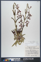 Herbarium Specimen Sheet 4508