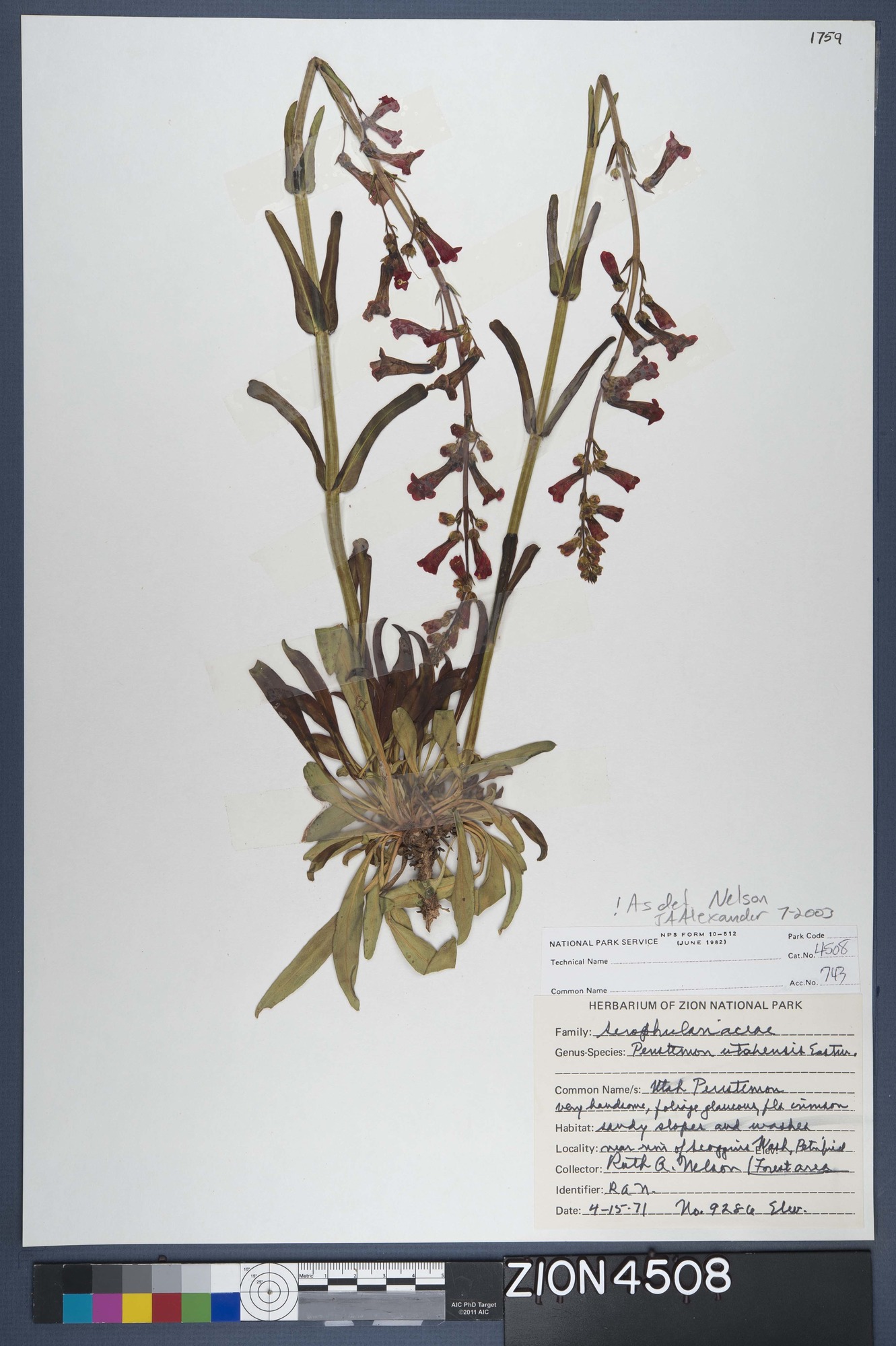 Herbarium Specimen Sheet 4508