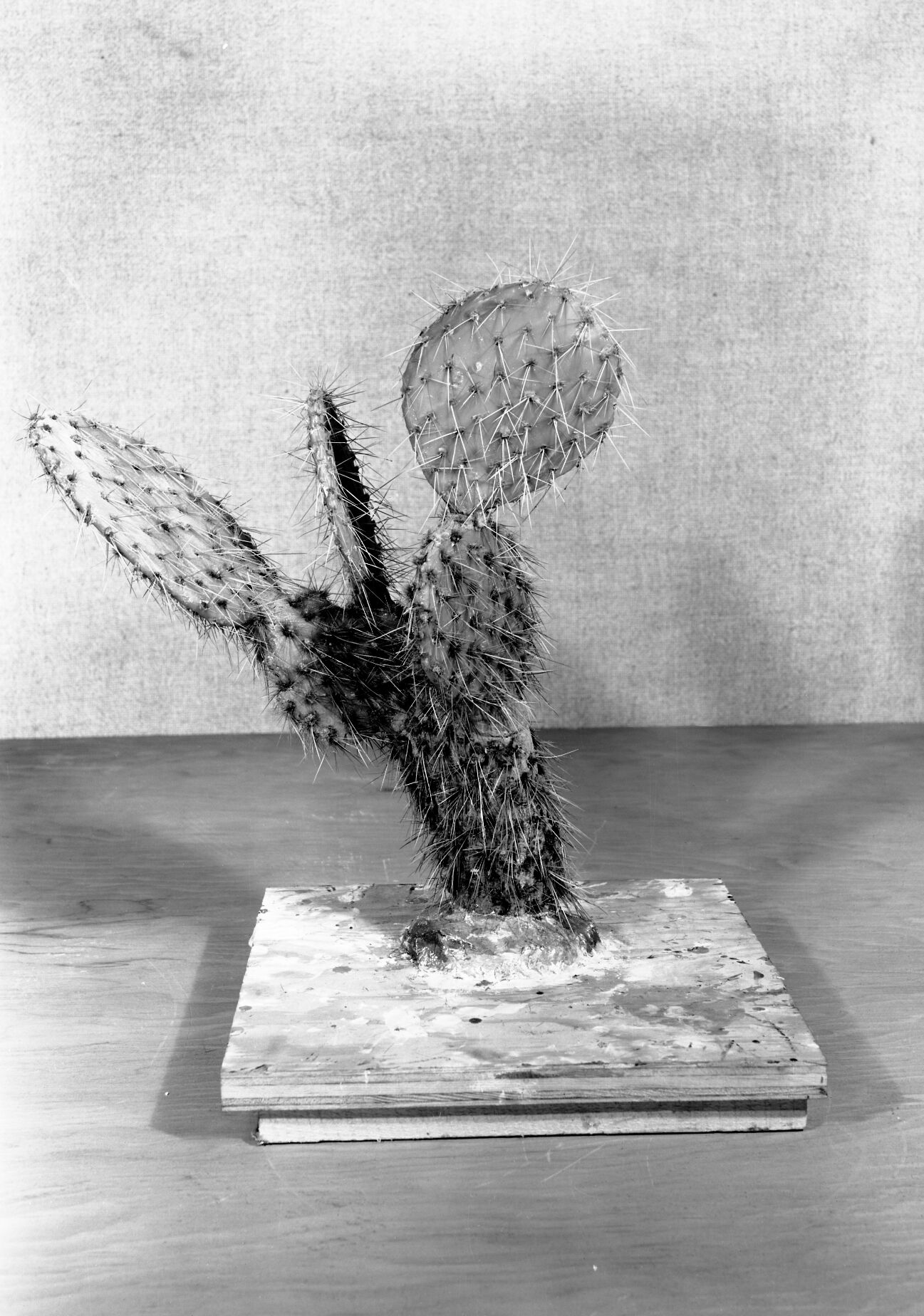 Diorama exhibit. Wax reproduction of prickly pear cactus, Opuntia rhodantha. Created by Civilian Conservation Corps (CCC) workers at the Western Museum Laboratory (WML) on Fulton Street, Berkeley, California.