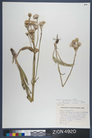 Herbarium Specimen Sheet 4920