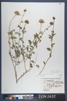 Herbarium Specimen Sheet 2422