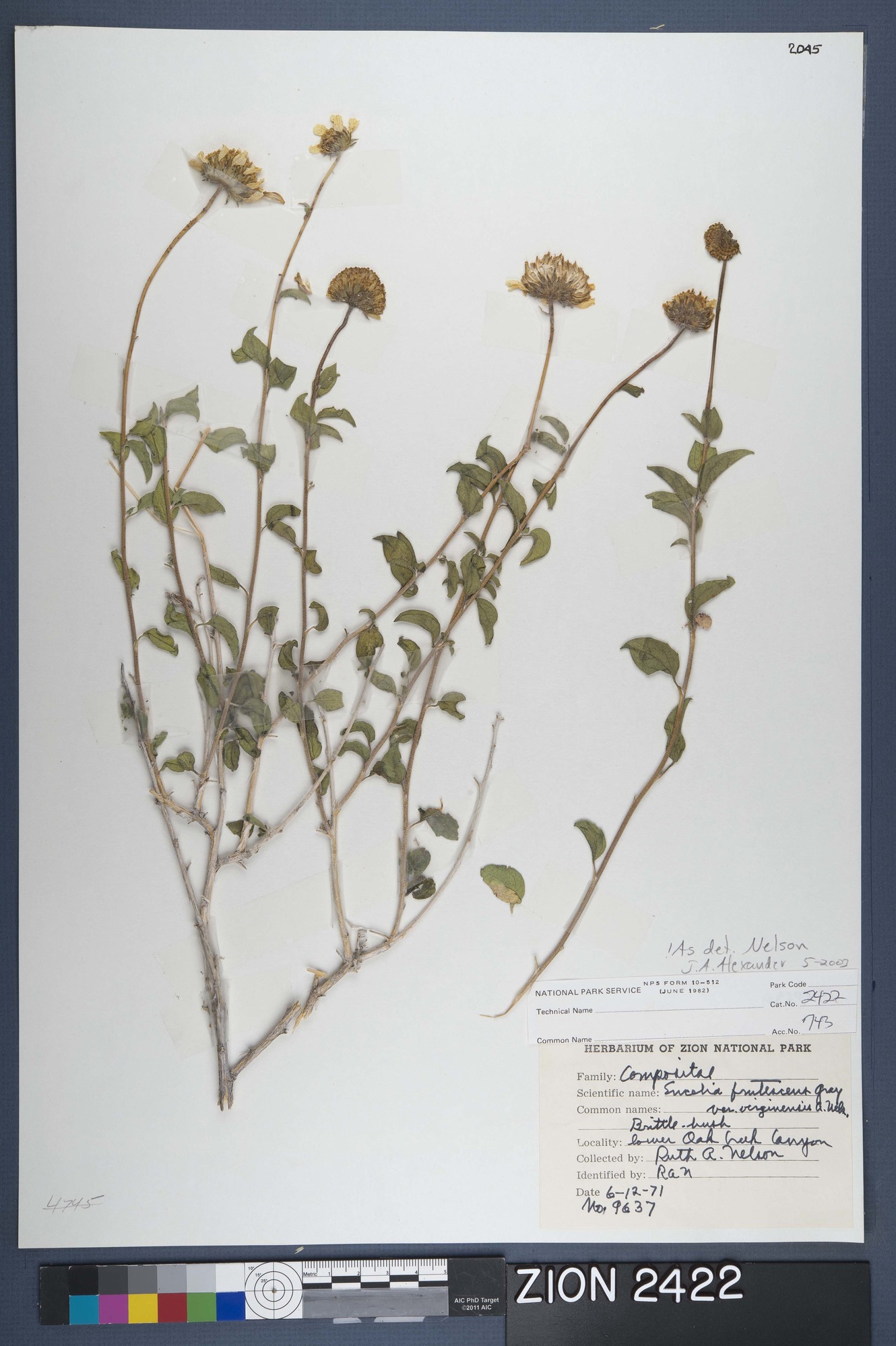 Herbarium Specimen Sheet 2422