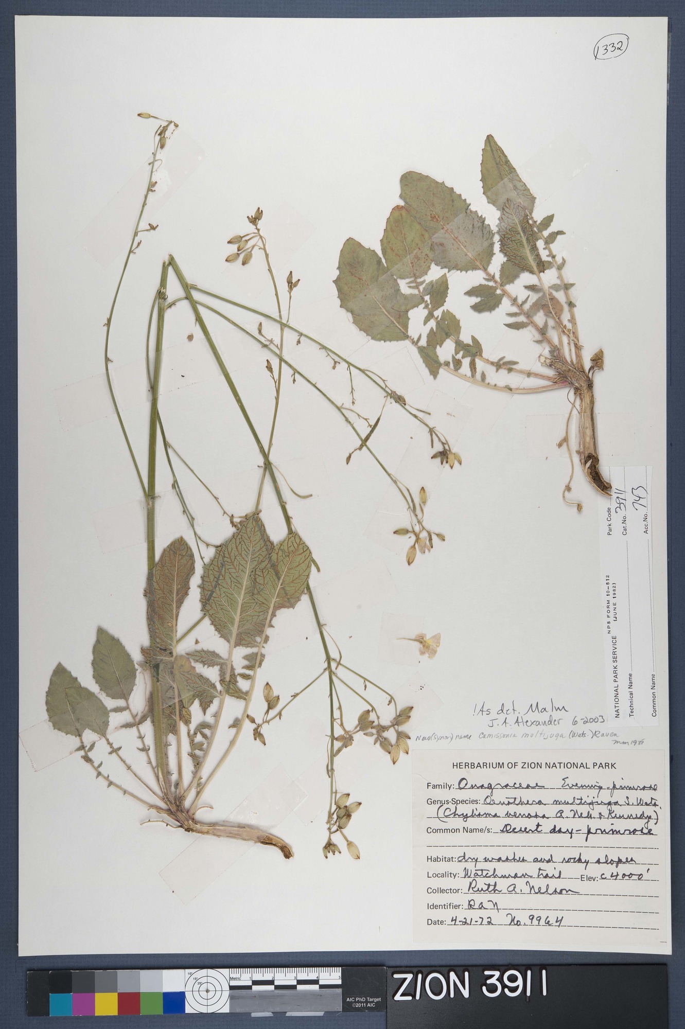 Herbarium Specimen Sheet 3911