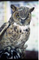 Color Photos of stuffed animals in the old visitor center exhibits.