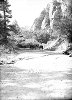 Tree dam at lower end of Hop Valley constructed by Evan Lee