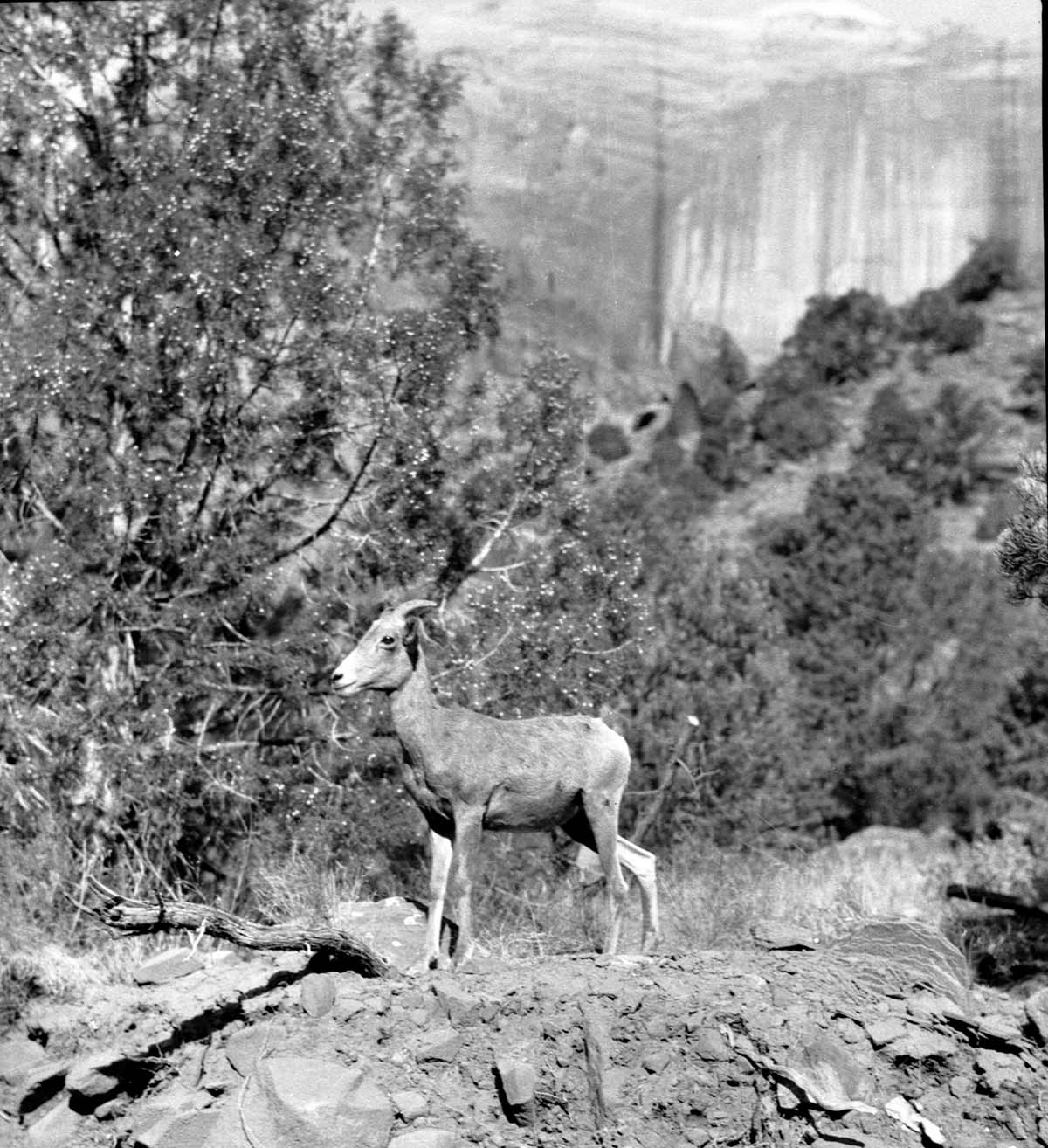 Bighorn sheep standing on ledge, used as Exhibit # 16-P-4.