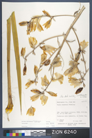 Herbarium Specimen Sheet 6240