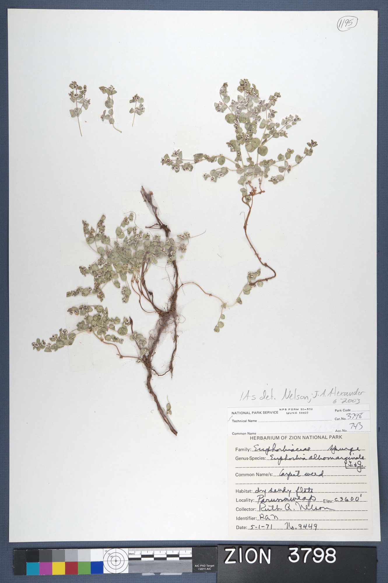 Herbarium Specimen Sheet 3798