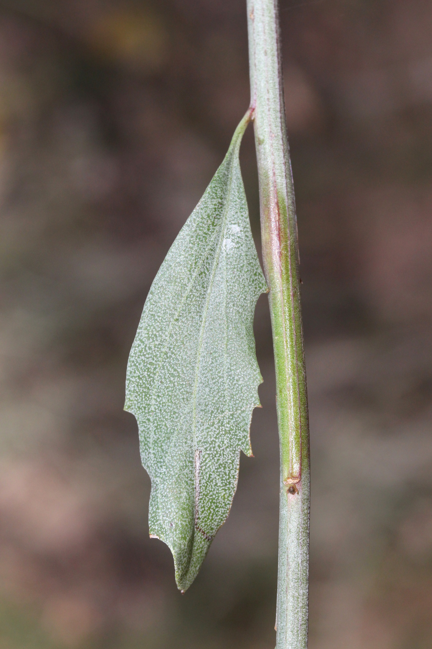 Baccharis salicina, Rio Grande seepwillow
