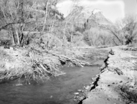 Cottonwood trees cut down by beaver near mouth of Birch Creek.