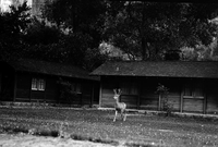 Deer on Zion Lodge lawn.