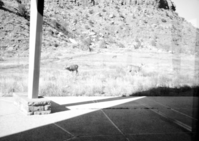 Deer browsing near Visitor Center lobby.