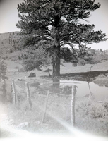 BW photo of the 1937 grazing study 35MM.