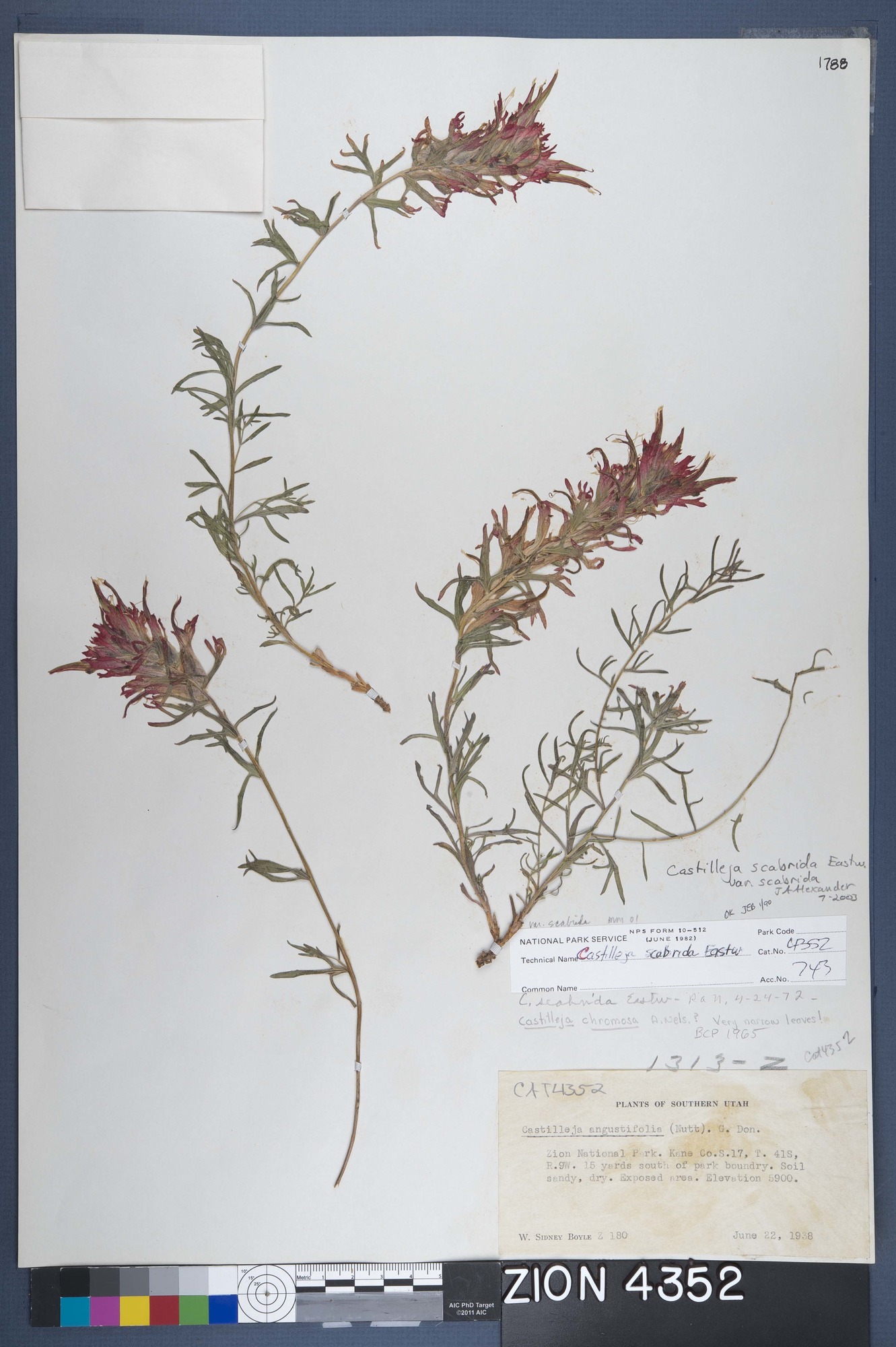 Herbarium Specimen Sheet 4352