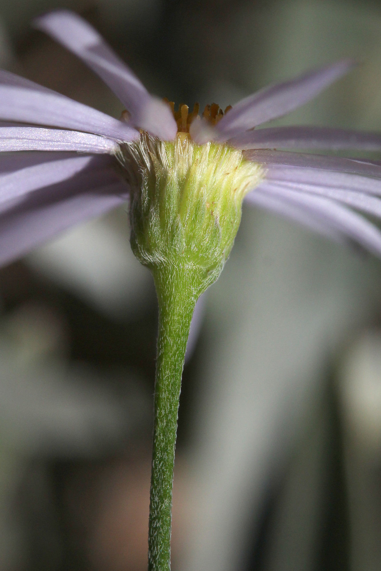 Erigeron utahensis, Utah daisy