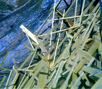 Scaffolding construction and use at the Temple of Sinawava during a spring project.