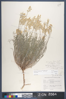 Herbarium Specimen Sheet 3584