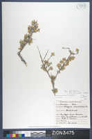 Herbarium Specimen Sheet 3475