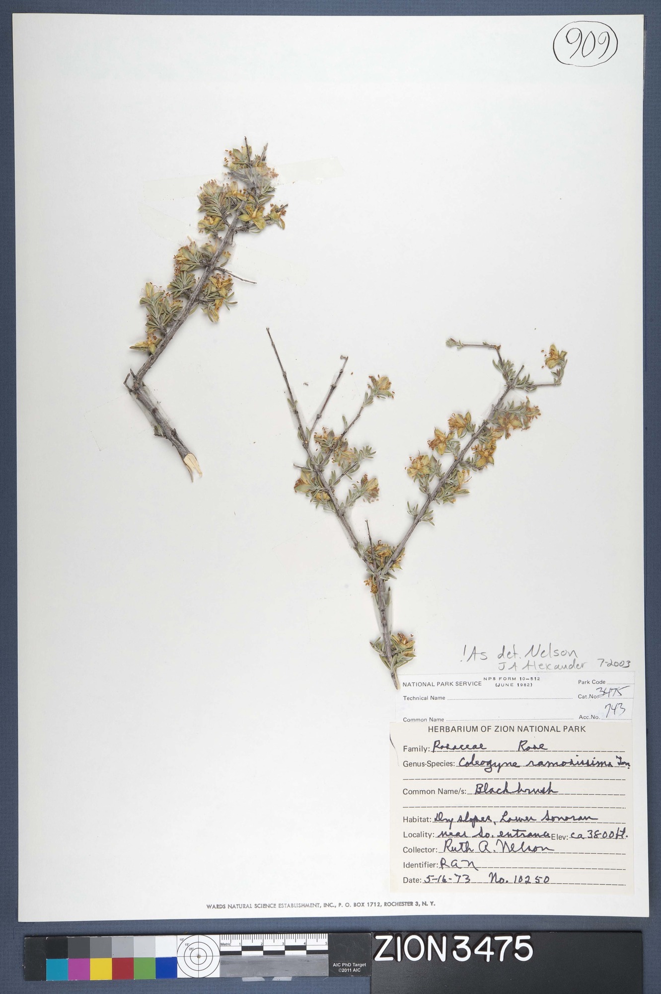 Herbarium Specimen Sheet 3475