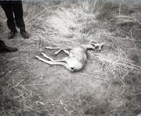 Original desert bighorn sheep received from Lake Mead National Recreation Area. This was the first lamb found dead in enclosure across the river from Visitor Center.