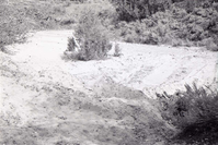 BW photo of the 1937 grazing study 35MM.