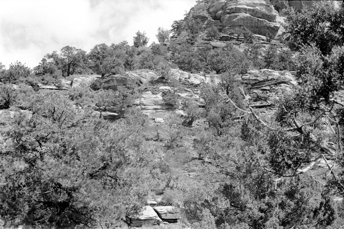 BW photo of the 1937 grazing study 35MM.