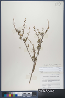 Herbarium Specimen Sheet 3503