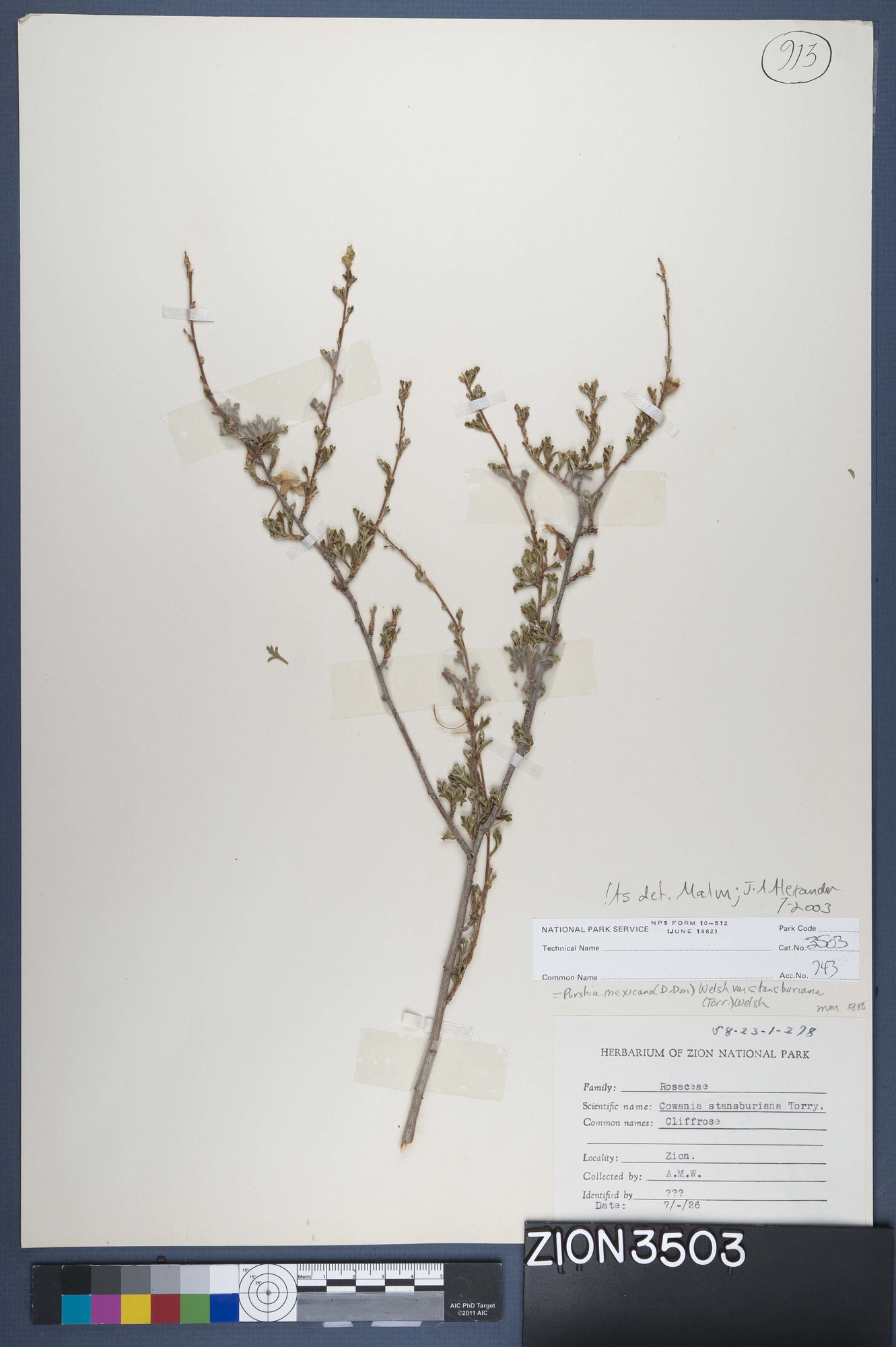 Herbarium Specimen Sheet 3503