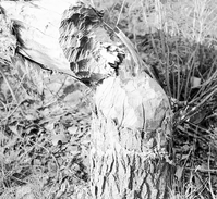 Beaver cut Fremont cottonwoods. Exhibit 30-P-3. Fingerprints and smudges on the negative. [Nearly identical to ZION 14905, negative number 3269a.]