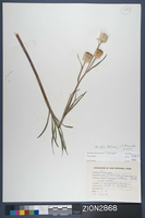 Herbarium Specimen Sheet 2868