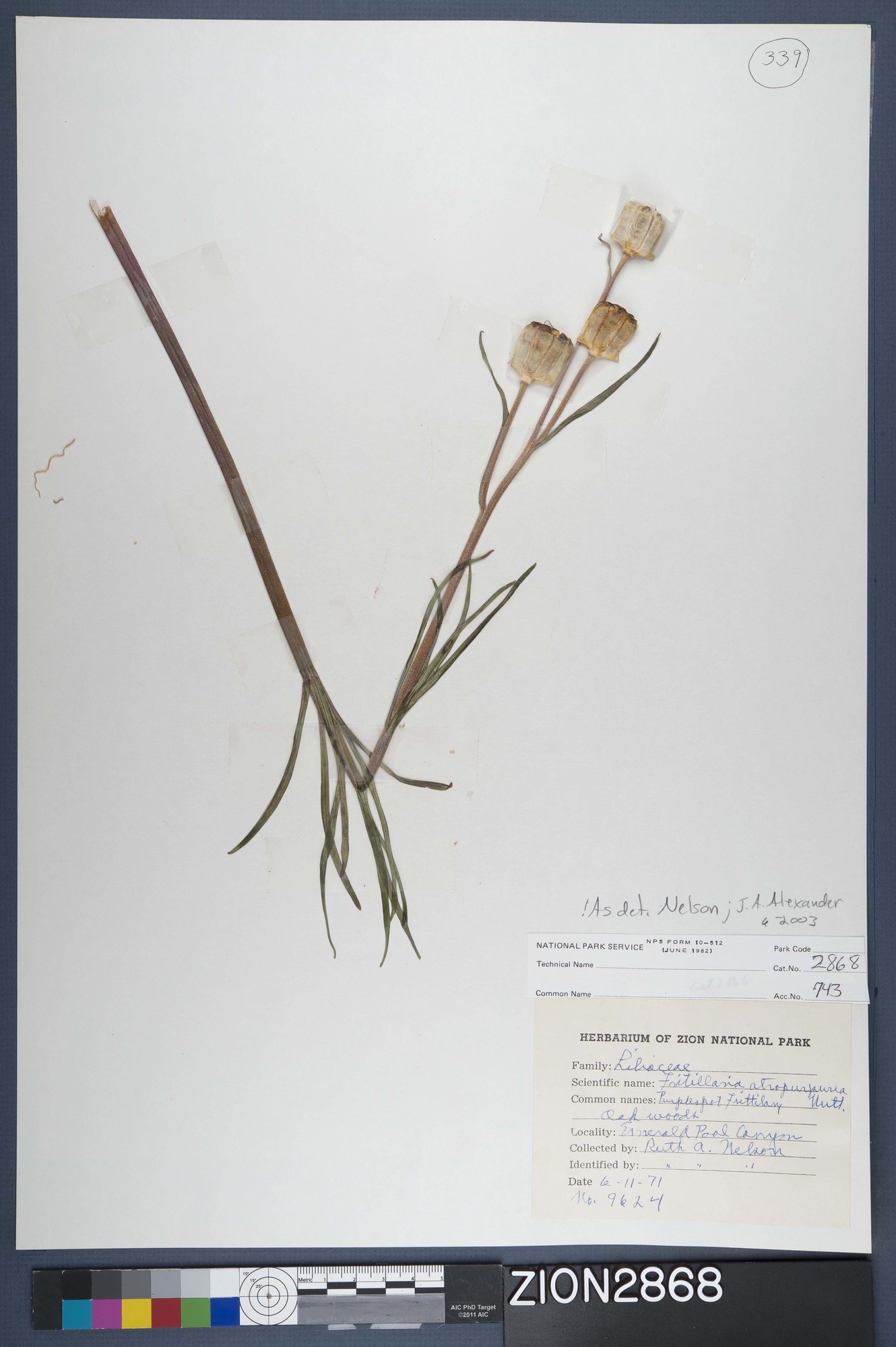 Herbarium Specimen Sheet 2868
